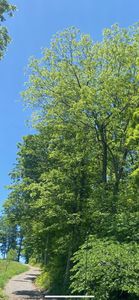 0 Adams Rd, Charlotte, TN, 37036