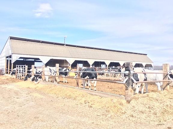 Modern-Day Dairy, 27246 Hwy 28, Grey Eagle, MN: Holding pens