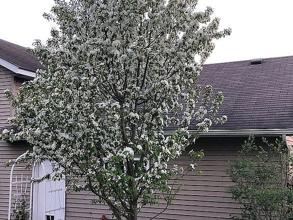Spring