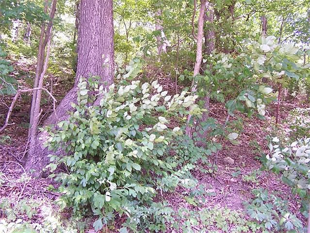 2nd image of 0 Stewart Branch Rd