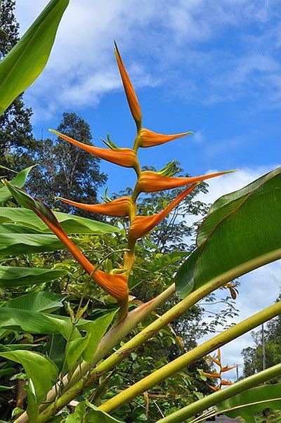 Heliconia on lot 84