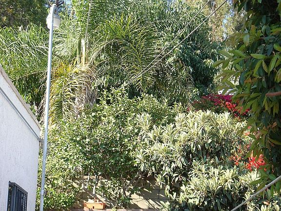 Back yard up