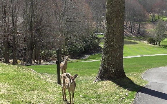 3rd image of 102 Divot Dr