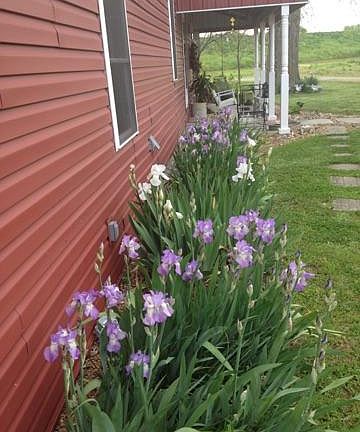 Lots of flowers3