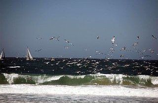 watch dolphins play in surf