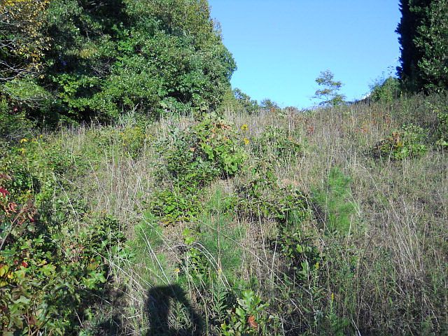 2nd image of 3003 Harmon Homestead Rd