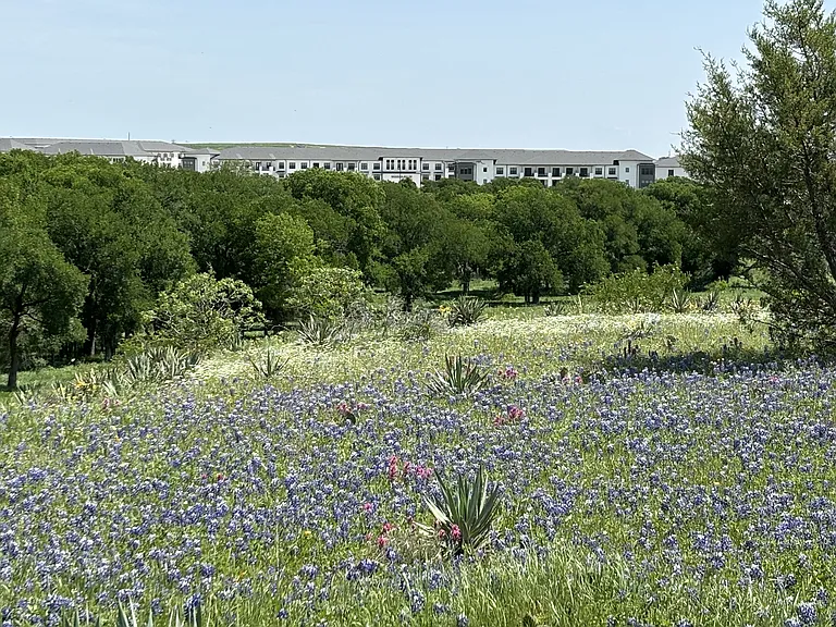 Spring at Modera Walsh