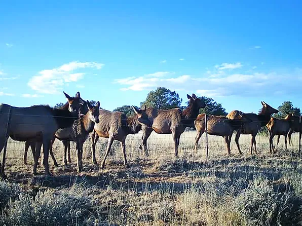 0 Indian Service Rte #113, Pinehill, NM 87357
