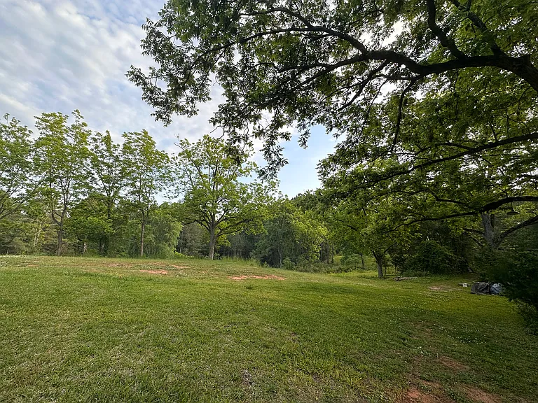 mature pecan trees