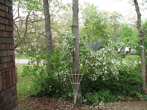 Dogwoods