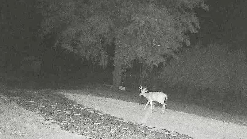 1st image of 275 Lewis Ln