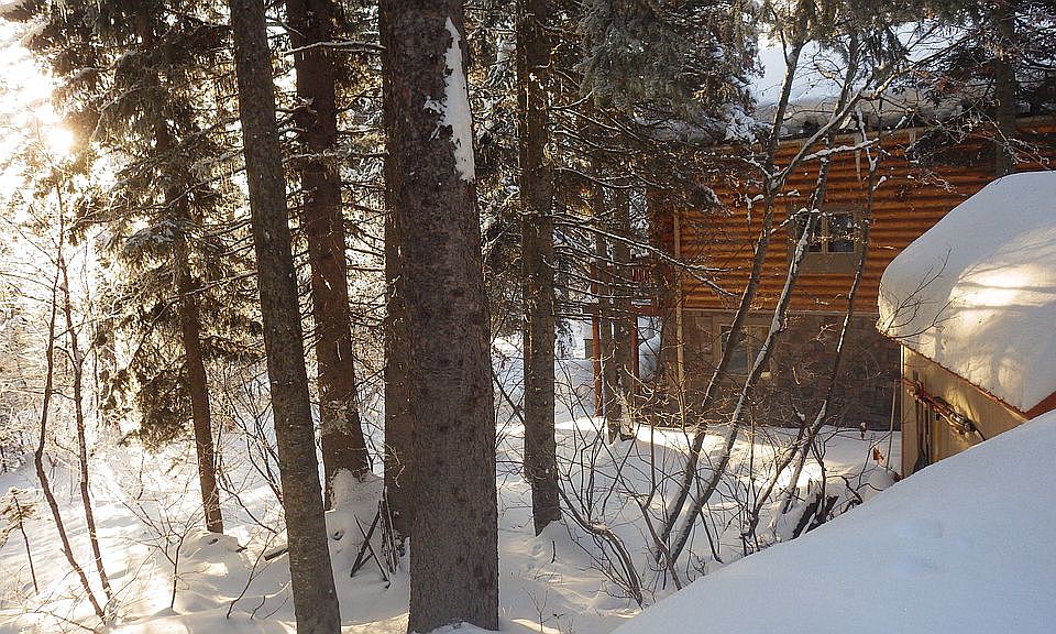 Trees south view cabin 