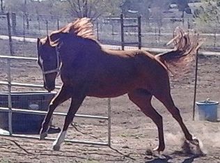 6780 N Alope Dr, Chino Valley, AZ 86323