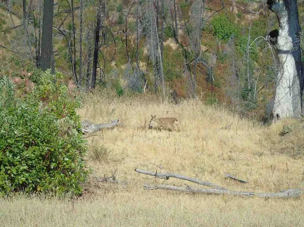 0 Xx Cherry Maple Rd, Horse Creek, CA 96045