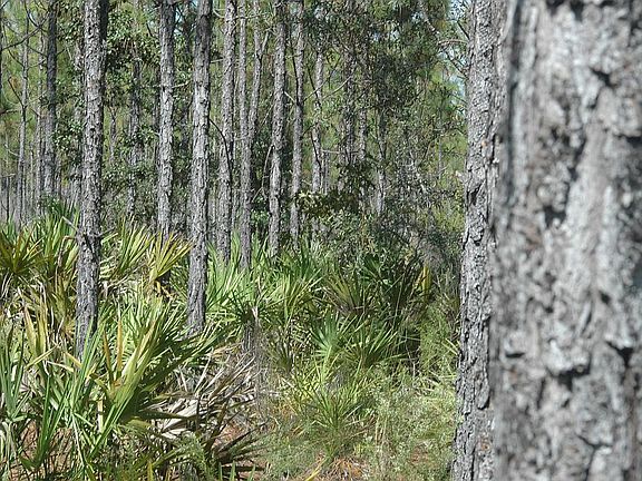 Interior planted pines