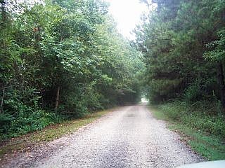 Tree lined Private Drive