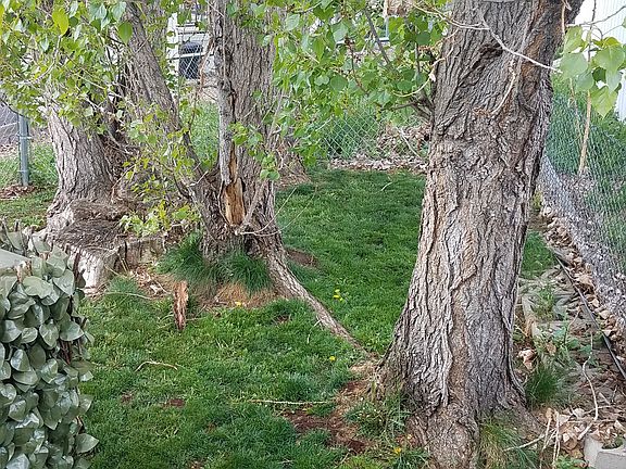 Fenced back yard with doggy door