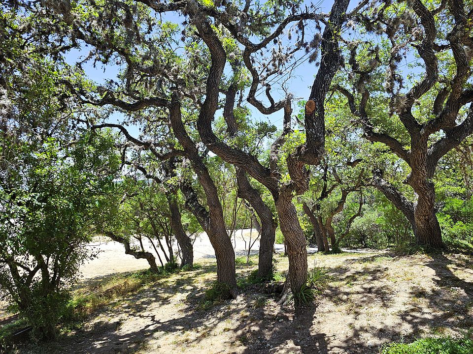 Mature oaks for shade coverage and privacy