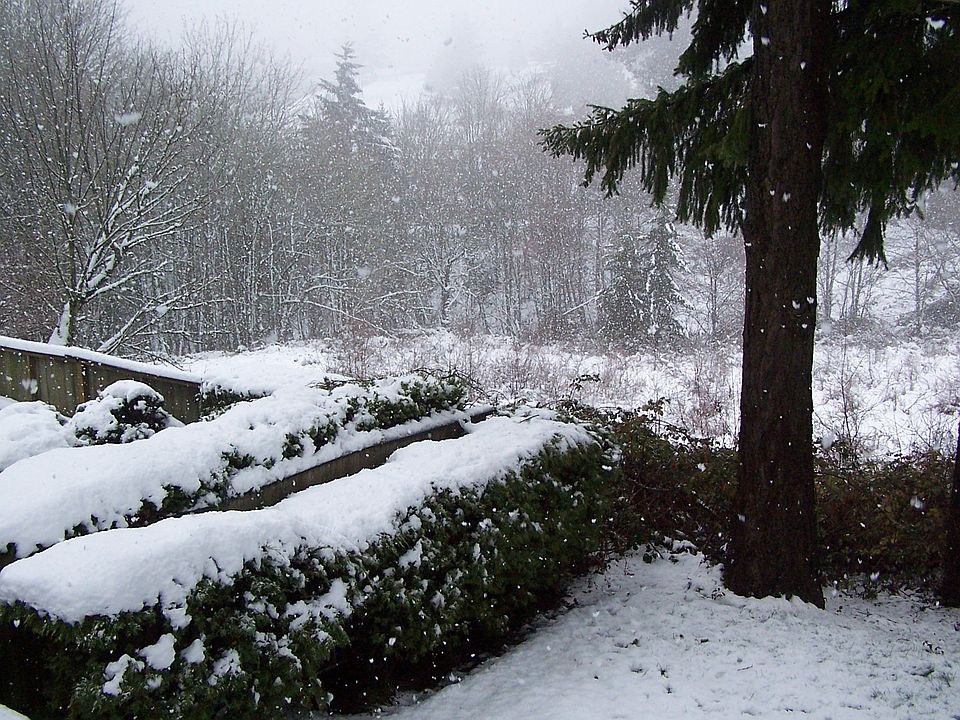 last winter out rental side back window