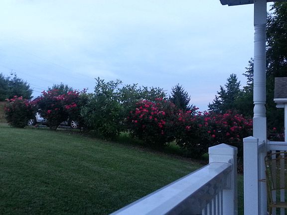 knock out rose border