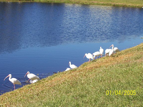 Pond view