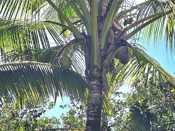 3rd image of 15-741 Puni Mauka Loop S Lot 206