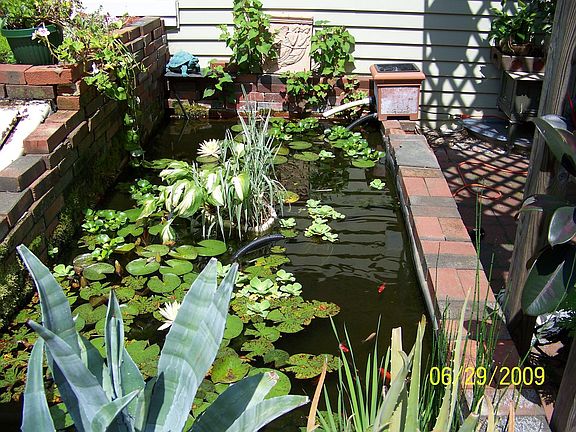 Lush 10 x6 koi pond 