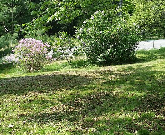 Beautiful lilac tree's