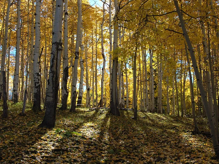 Just a short drive up into higher country, wonderful colors as the aspen turn in the fall