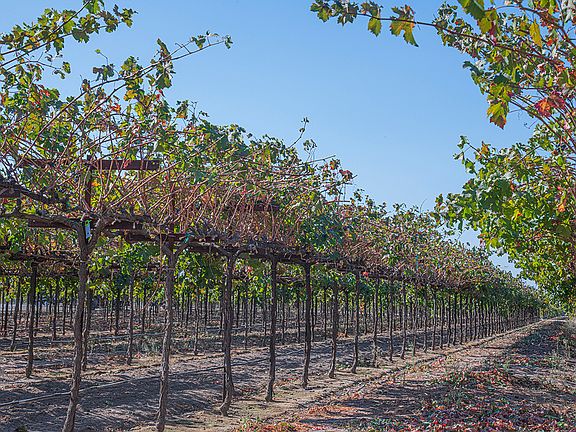 30-minute drive to Lodi wineries
