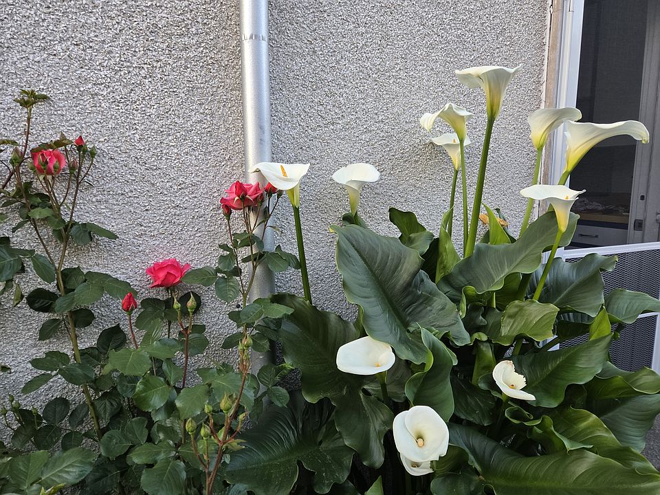 Private garden plot at patio has roses and calla lilies as well as additional growing space for your enjoyment.