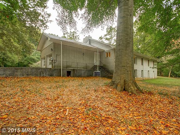 Wonderful Beech trees