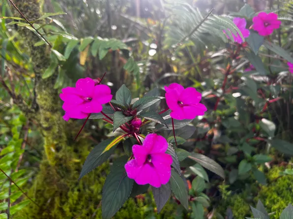 Kokokahi Rd Lot 34, Volcano, HI 96785