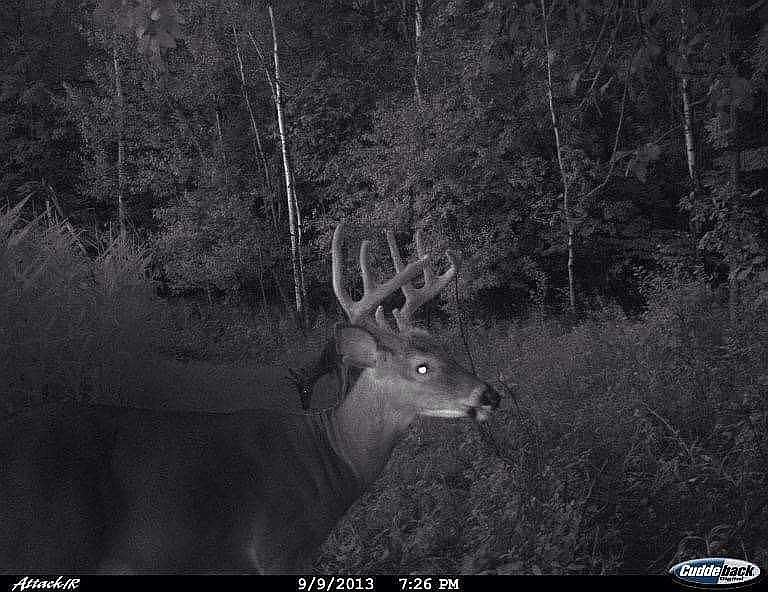 1st image of Pig St
