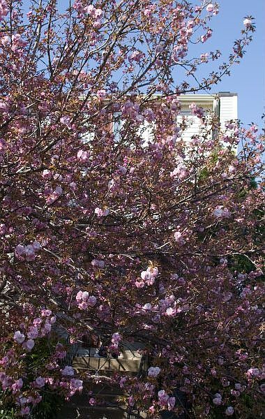 The trees in the neighborhood in full bloom.