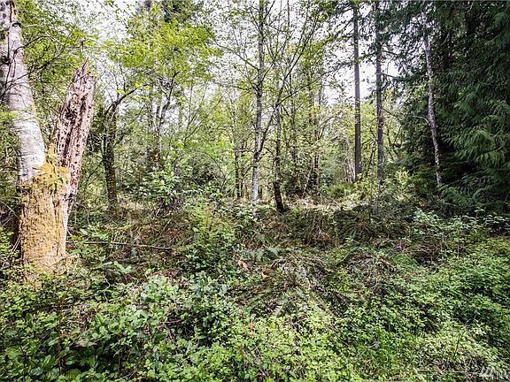 Can you imagine your house amid the sun dappled trees?