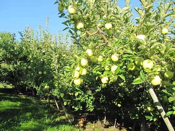 Goldens ready for harvest