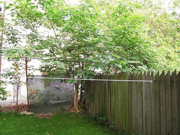 The Back Yard2