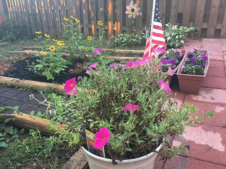 Backyard - garden
