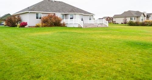 Back yard
