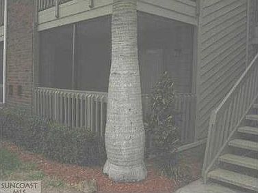 2nd image of 9100 Dr Martin Luther King St N APT 105