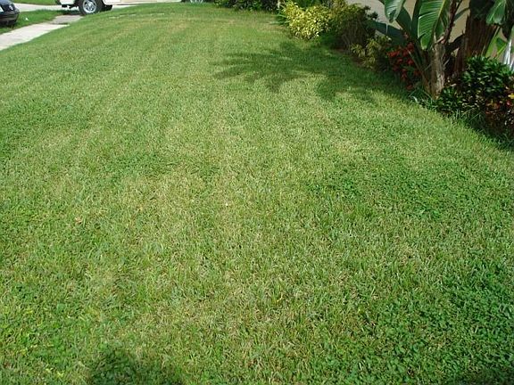grass front view