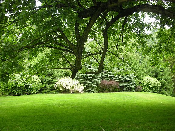 Mature trees and landscaping