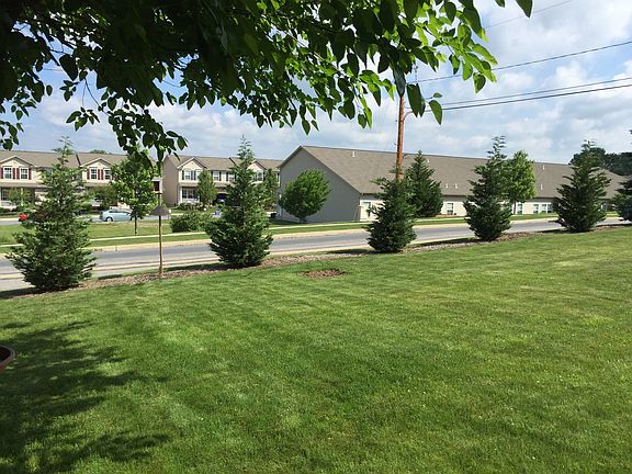 Cypress Pine Tree Hedge