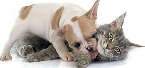 Pet Friendly!