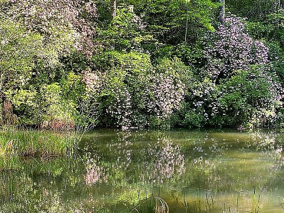 Pond with Mt. Laurel in May