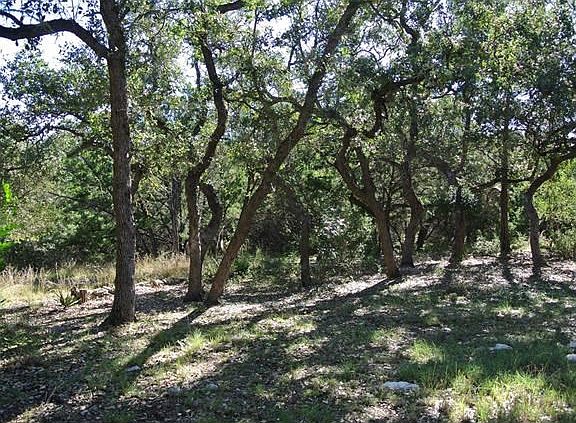 Lovely oaks on the tract which fronts both on Lonesome Trail and Rolling Oaks Drive