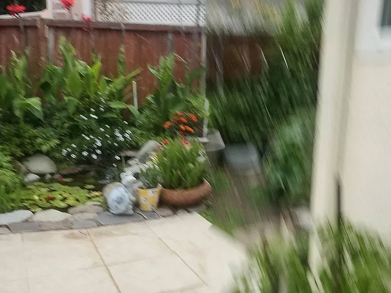 Our Pond