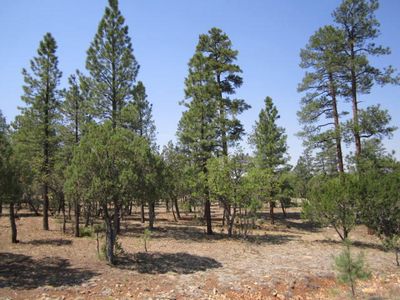 2967 Coyote Rdg, Happy Jack, AZ, 86024