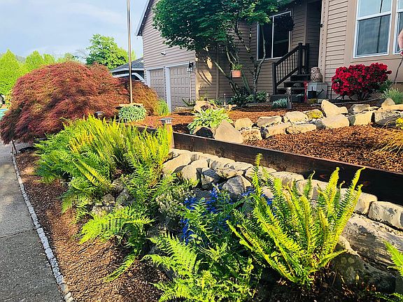 Ferns along sidewalk 